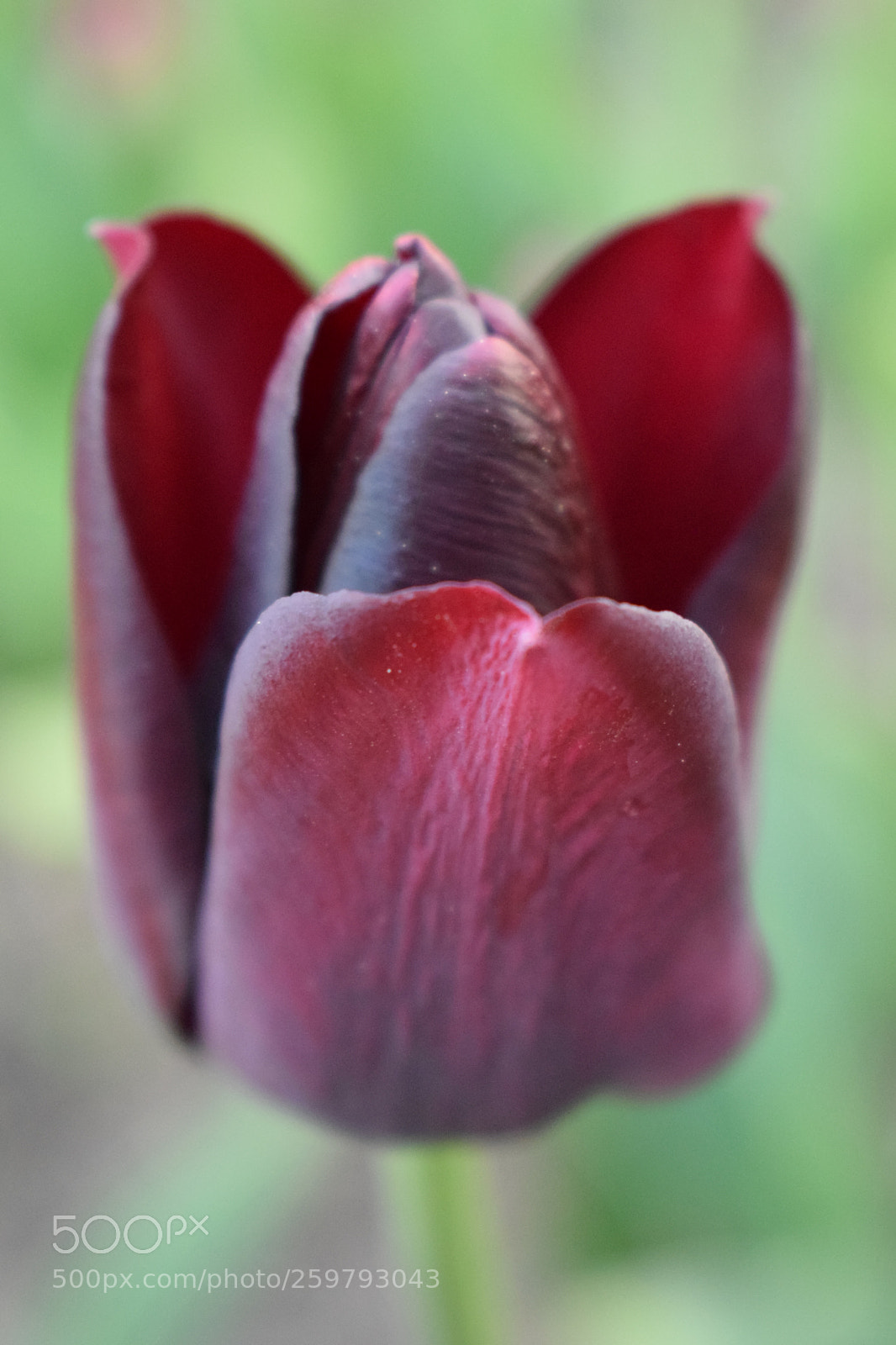 Nikon D3300 sample photo. Black queen photography
