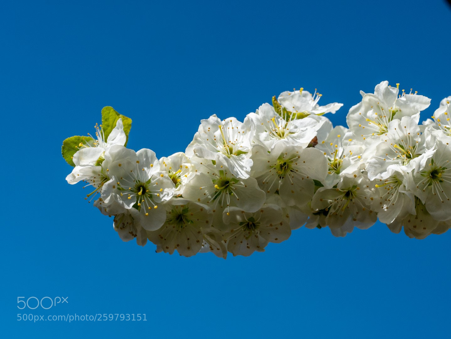Panasonic Lumix DMC-GX7 sample photo. Plum flowers photography