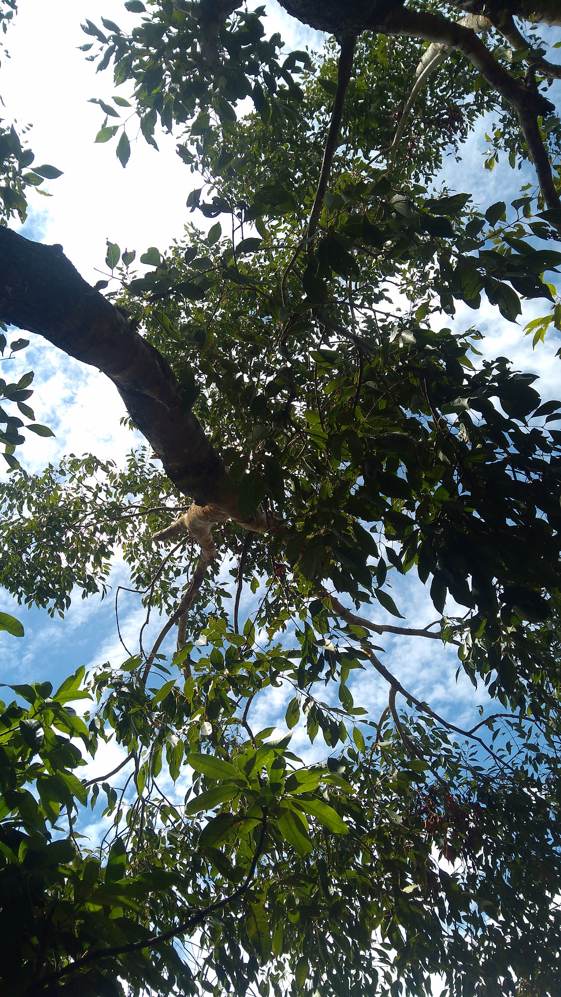 Lenovo K6 NOTE sample photo. Tree photography