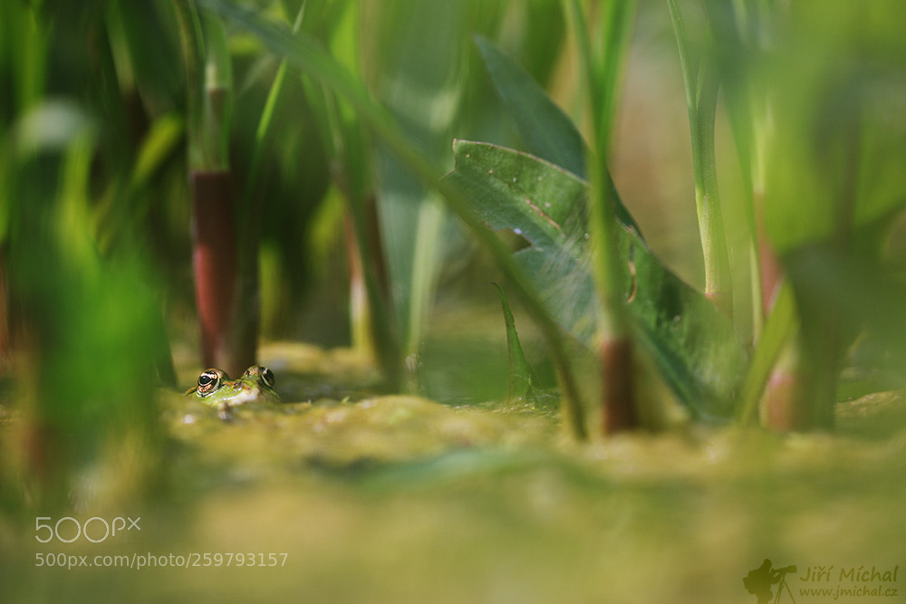 Canon EOS 5D Mark IV sample photo. Marsh frog photography