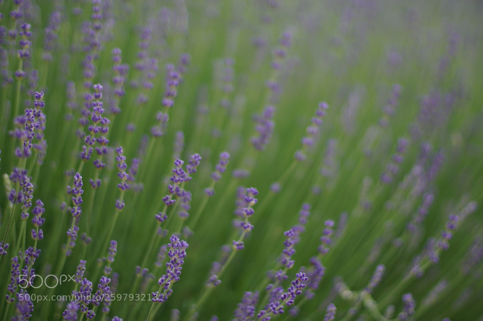 Sony a6000 sample photo. Sony a 6000 mit canon 1,4 /50 photography