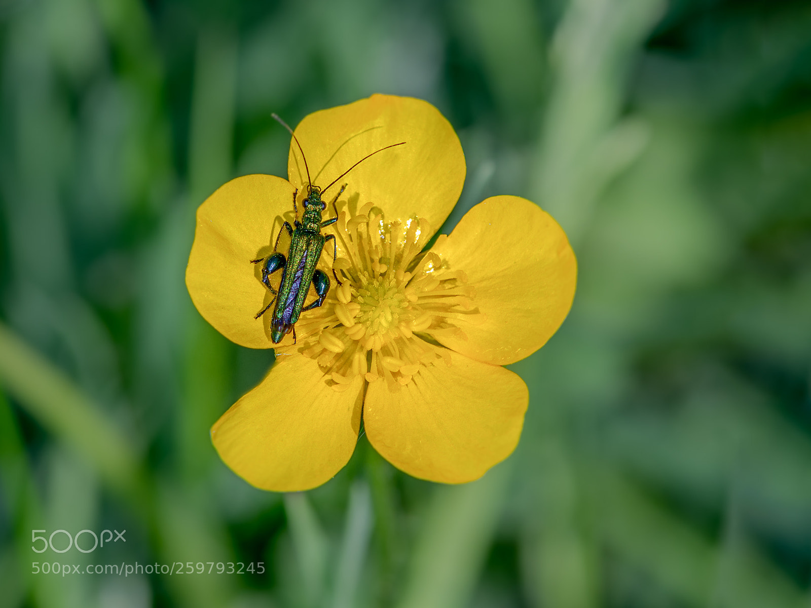 Nikon D810 sample photo. Thick legged flower beetle photography