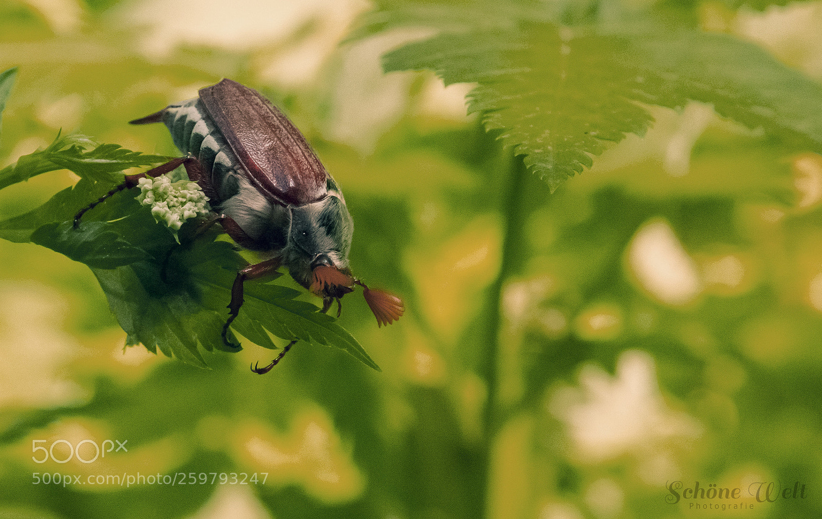 Canon EOS 80D sample photo. Maikäfer flieg photography