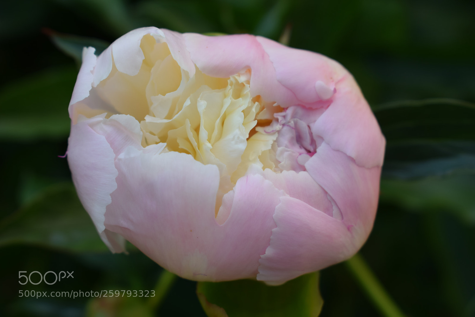 Nikon D3300 sample photo. Blossom birth photography