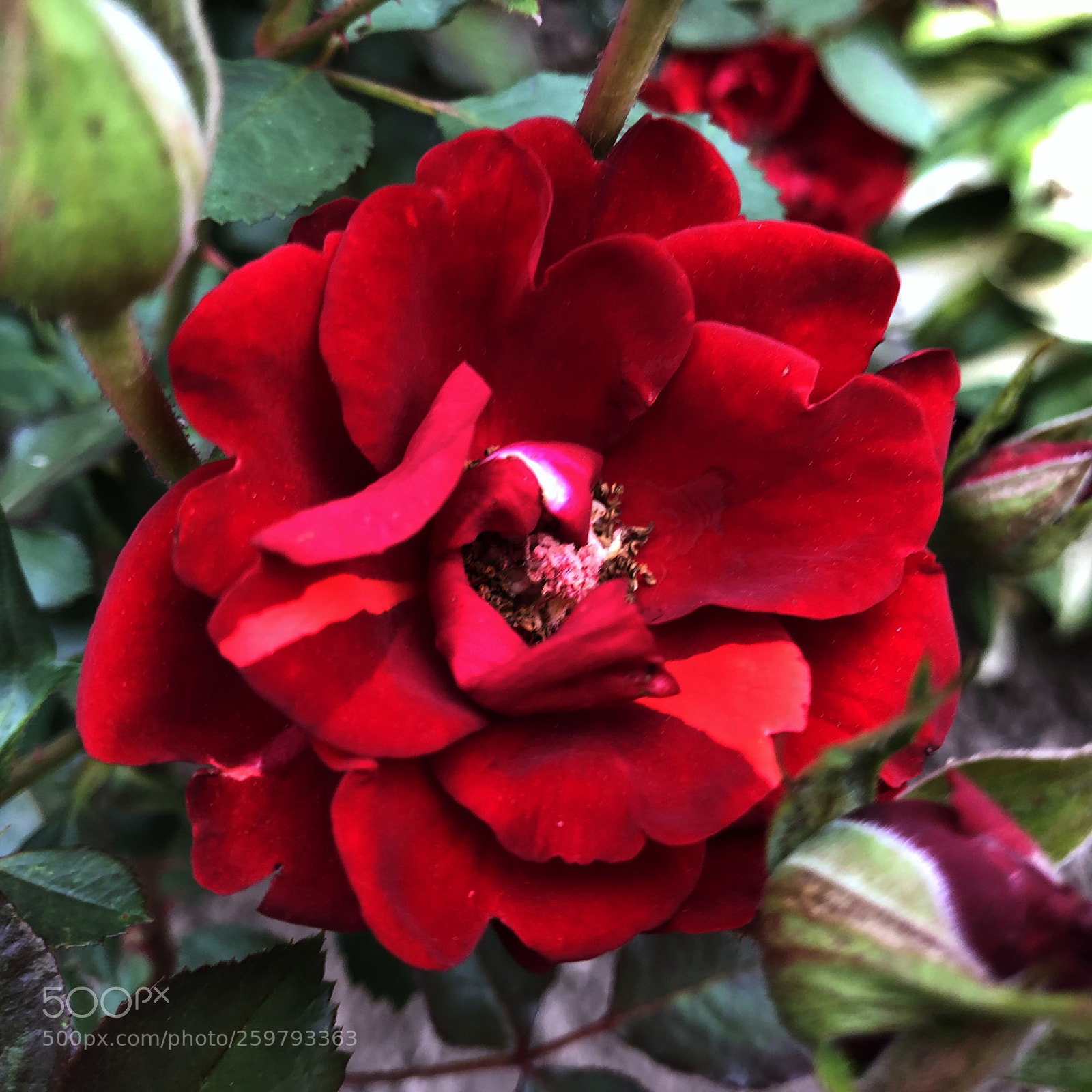 Apple iPhone 8 sample photo. Rose photography