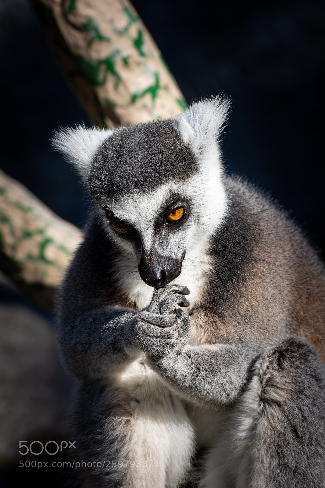 Nikon D7200 sample photo. Melbourne zoo photography