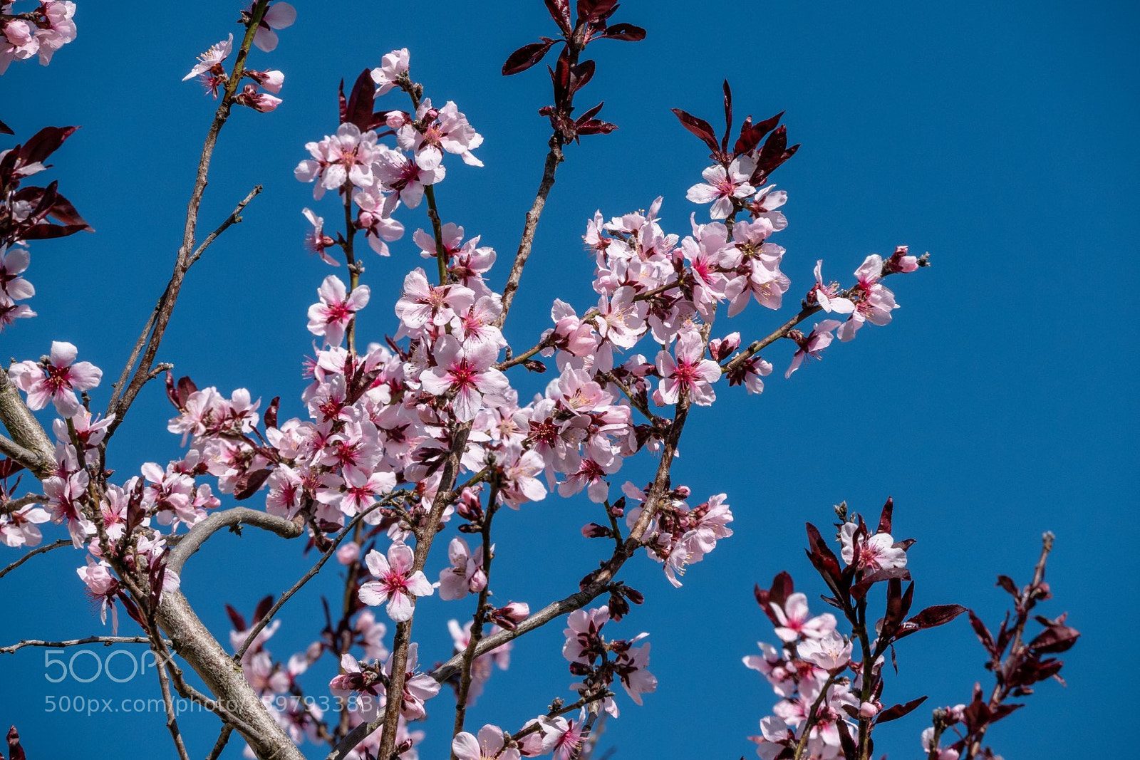 Panasonic Lumix DMC-GX85 (Lumix DMC-GX80 / Lumix DMC-GX7 Mark II) sample photo. Peach flowers photography