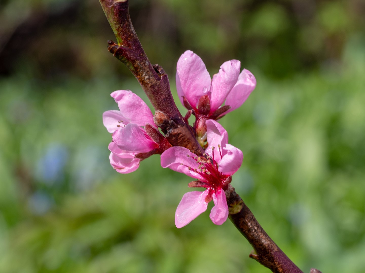 Olympus PEN E-PM2 sample photo. Peach flowers photography