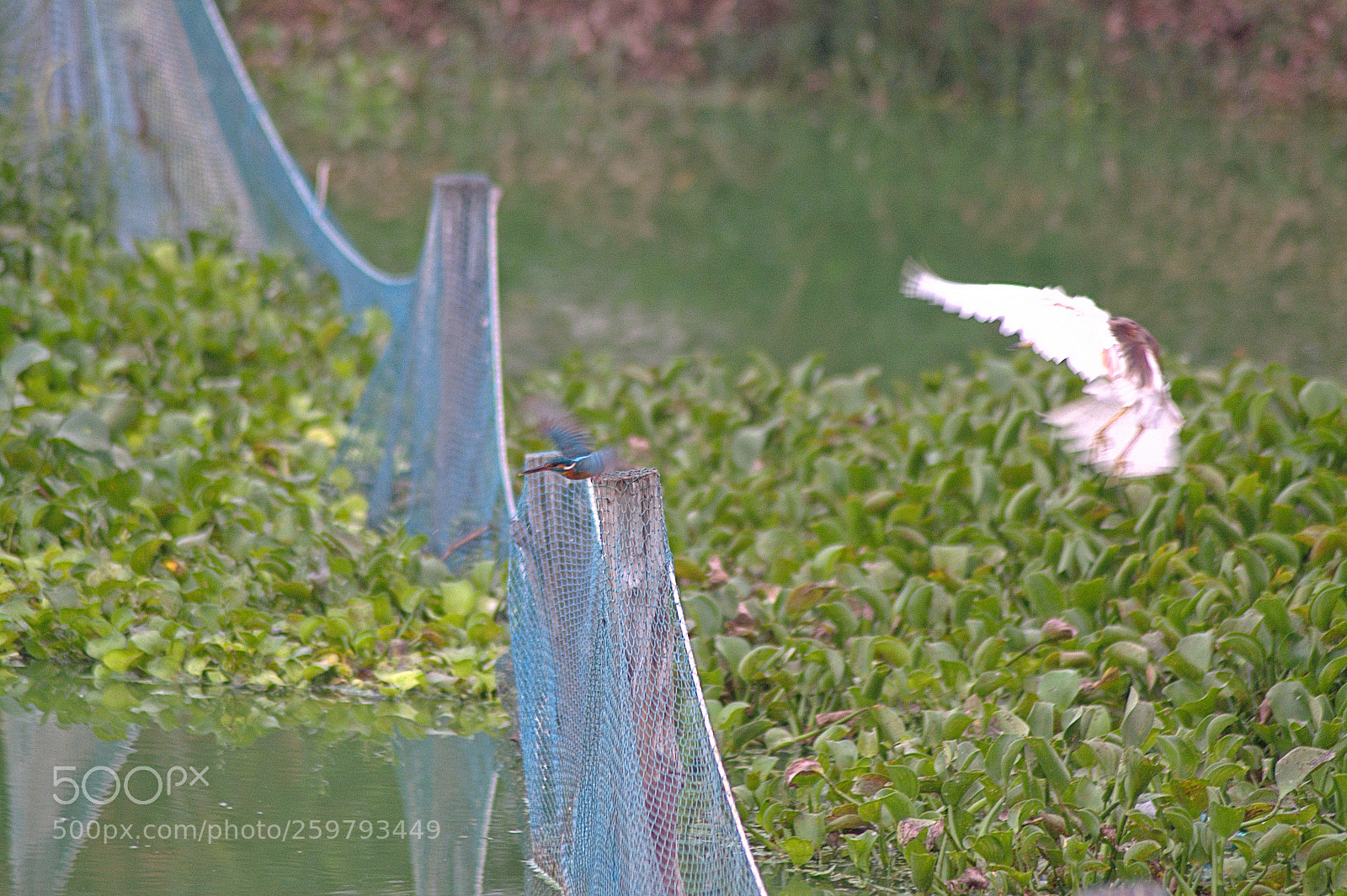 Nikon D5200 sample photo. Attack photography