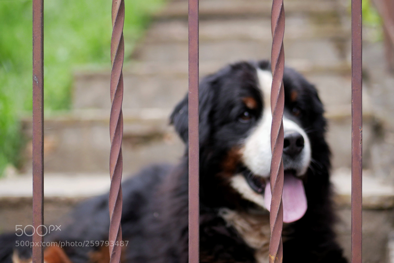 Panasonic Lumix DMC-GX85 (Lumix DMC-GX80 / Lumix DMC-GX7 Mark II) sample photo. Behind bars photography