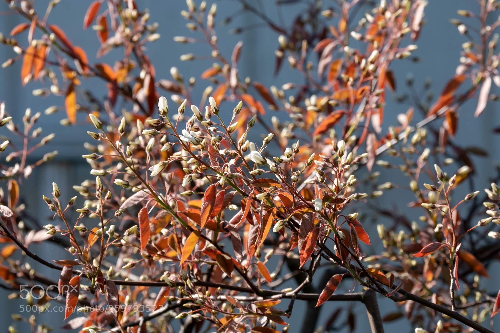 Panasonic Lumix DMC-GX85 (Lumix DMC-GX80 / Lumix DMC-GX7 Mark II) sample photo. Amelanchier canadensis photography
