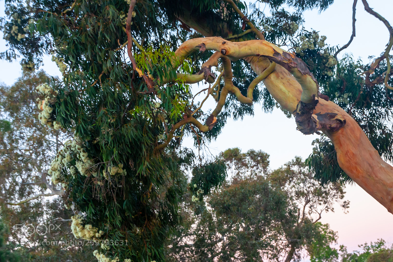 Canon EOS 500D (EOS Rebel T1i / EOS Kiss X3) sample photo. Flowering eucalypt photography