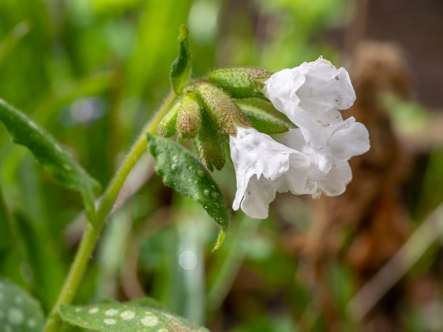 Olympus PEN E-PM2 sample photo. Pulmonaria officinalis l. photography