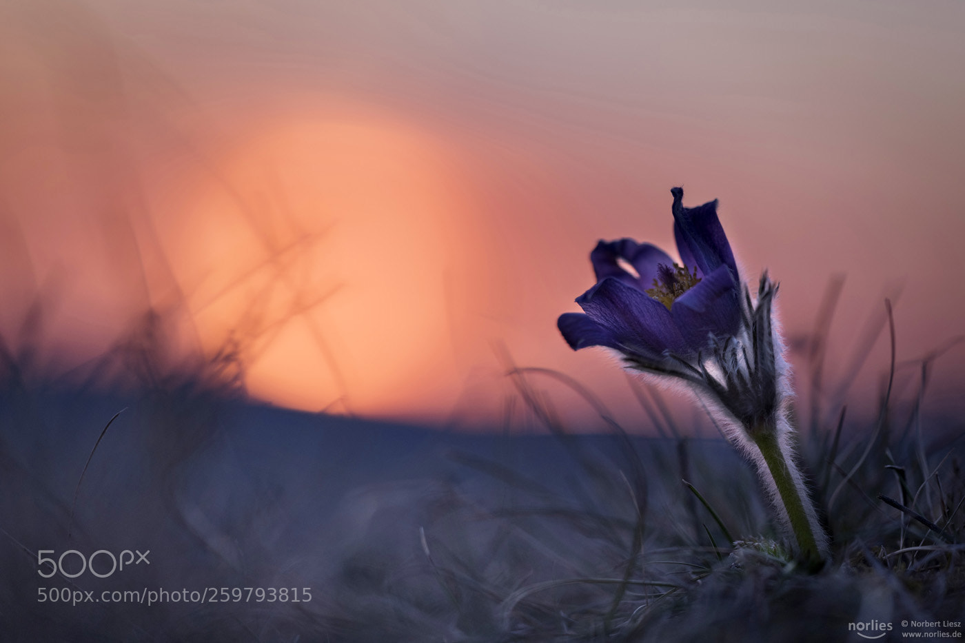 Nikon D850 sample photo. Pulsatilla vulgaris photography