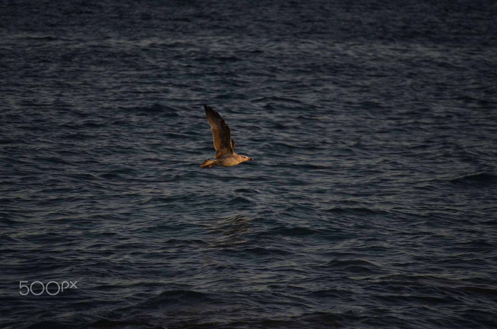 Nikon D5100 sample photo. Seagull over black sea photography