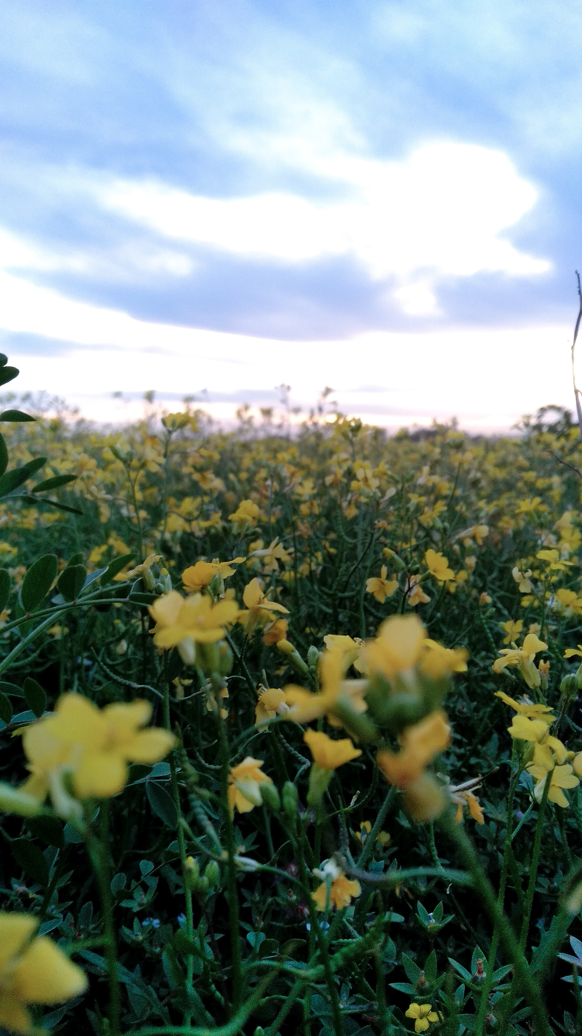 Xiaomi Redmi 5 Plus sample photo. Wildflowers photography