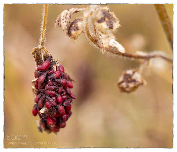 Olympus OM-D E-M1 Mark II sample photo. . photography