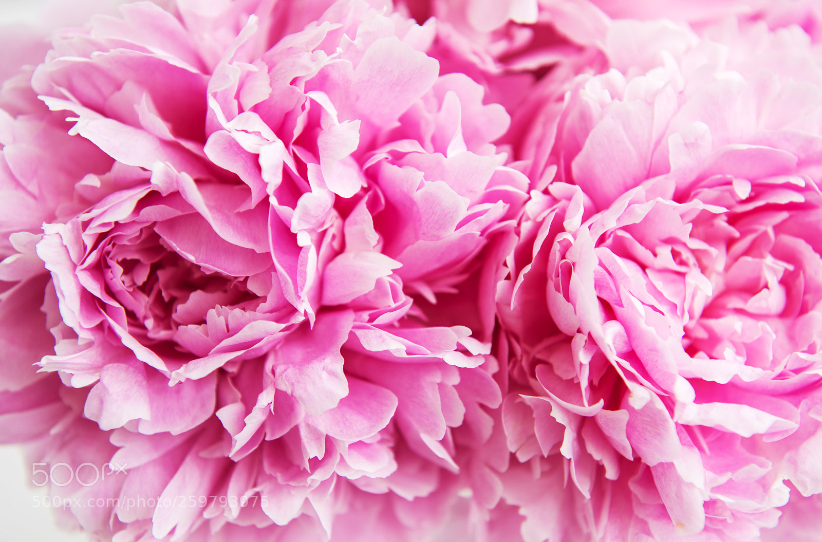 Nikon D750 sample photo. Beauty pink peony flowers photography