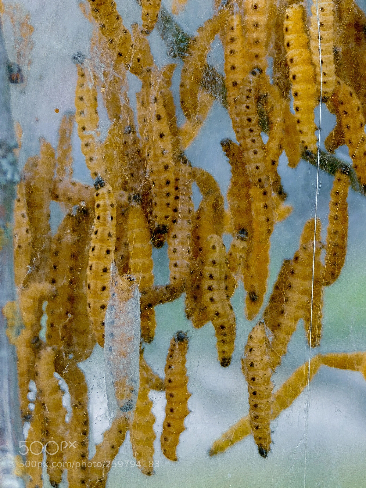 Panasonic Lumix DMC-FZ1000 sample photo. Caterpillar weaving photography