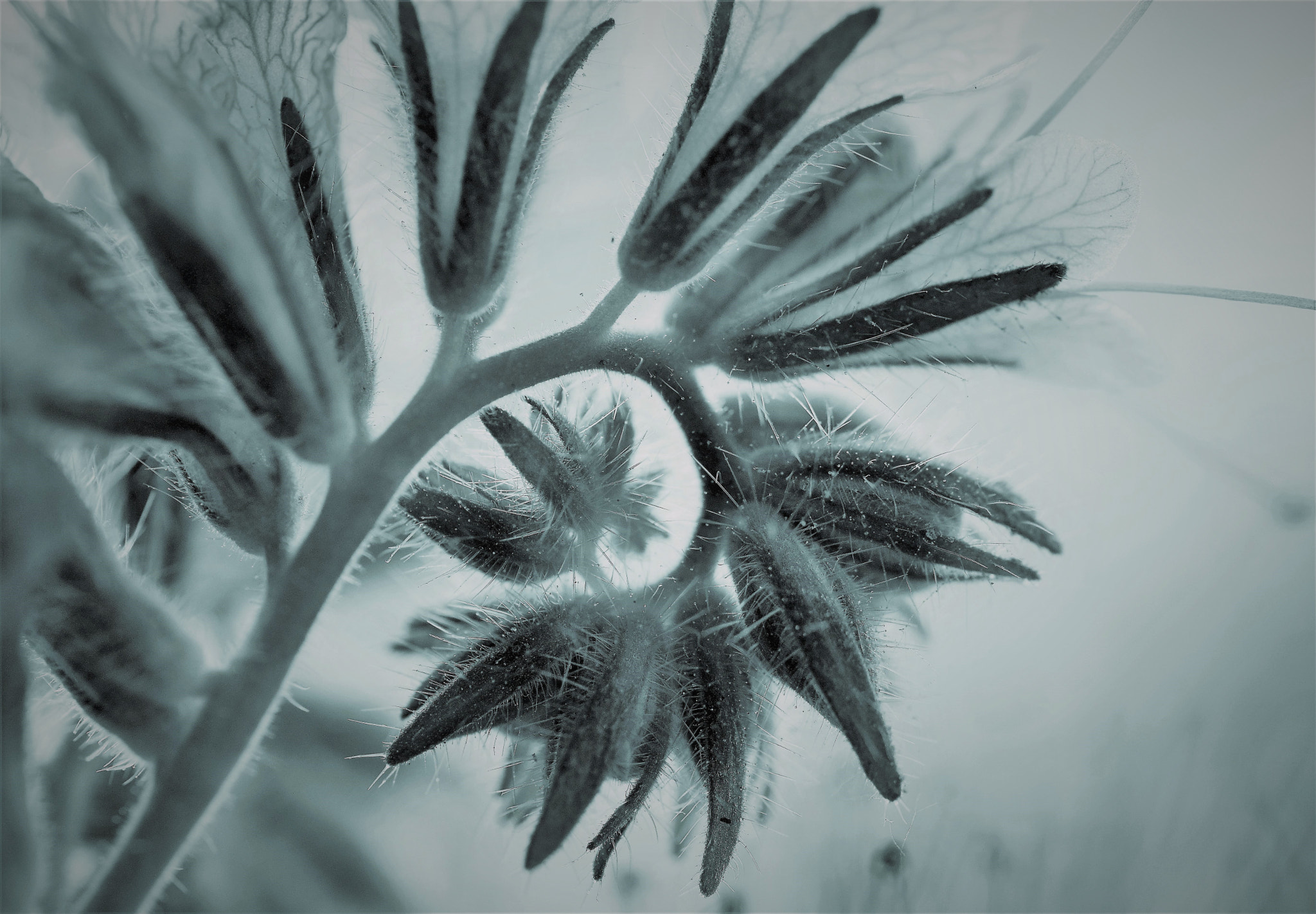 Nikon AF-S DX Micro Nikkor 40mm F2.8 sample photo. Phacelia photography