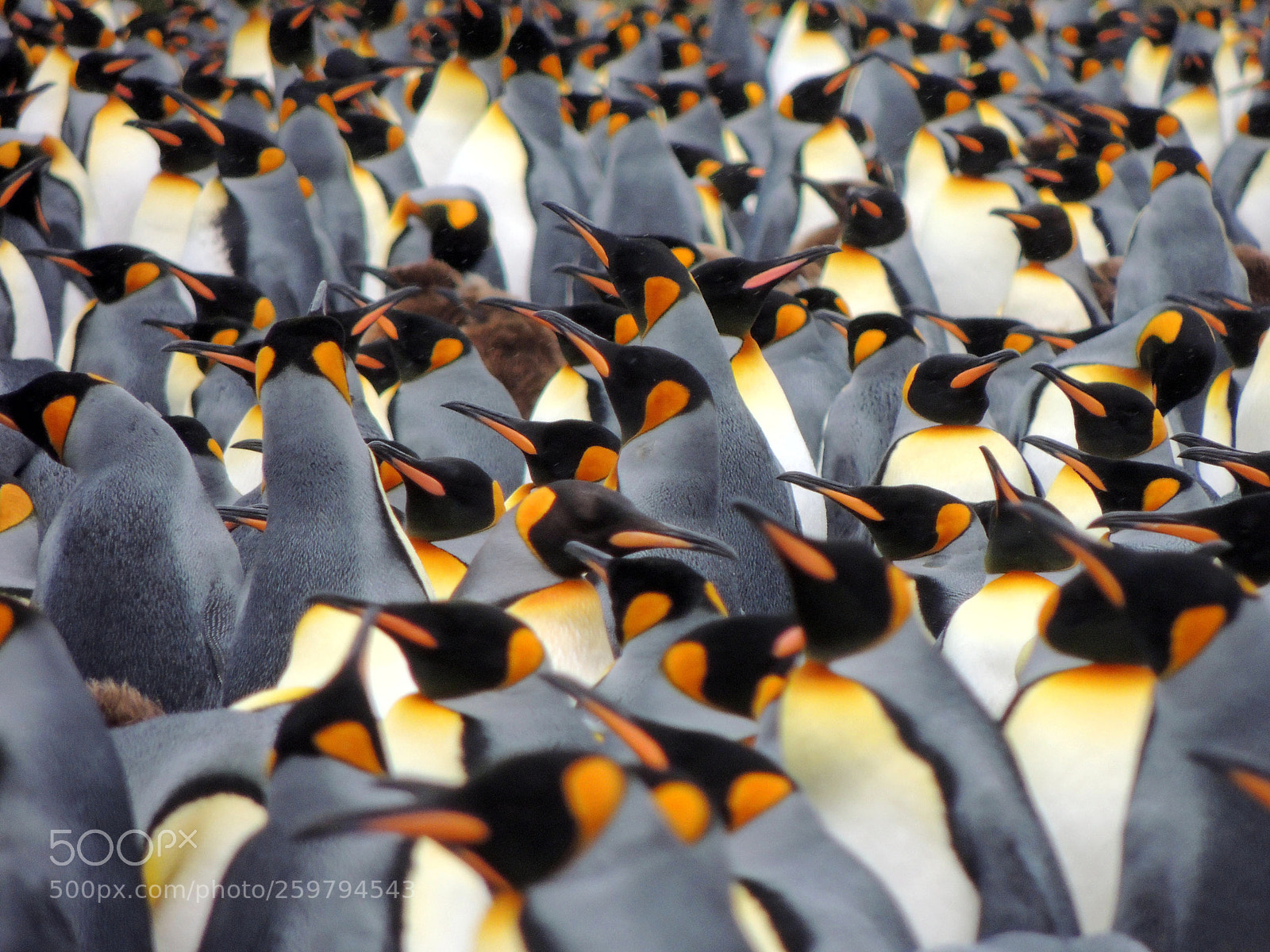 Nikon Coolpix P510 sample photo. #penguins photography