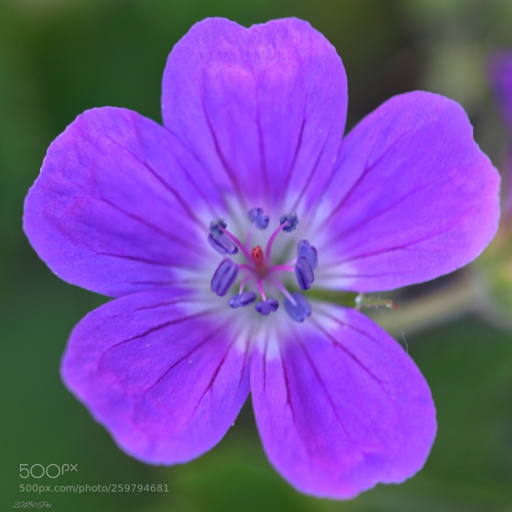 Canon EOS 5D Mark IV sample photo. Geranium 'johnson's blue' ' photography