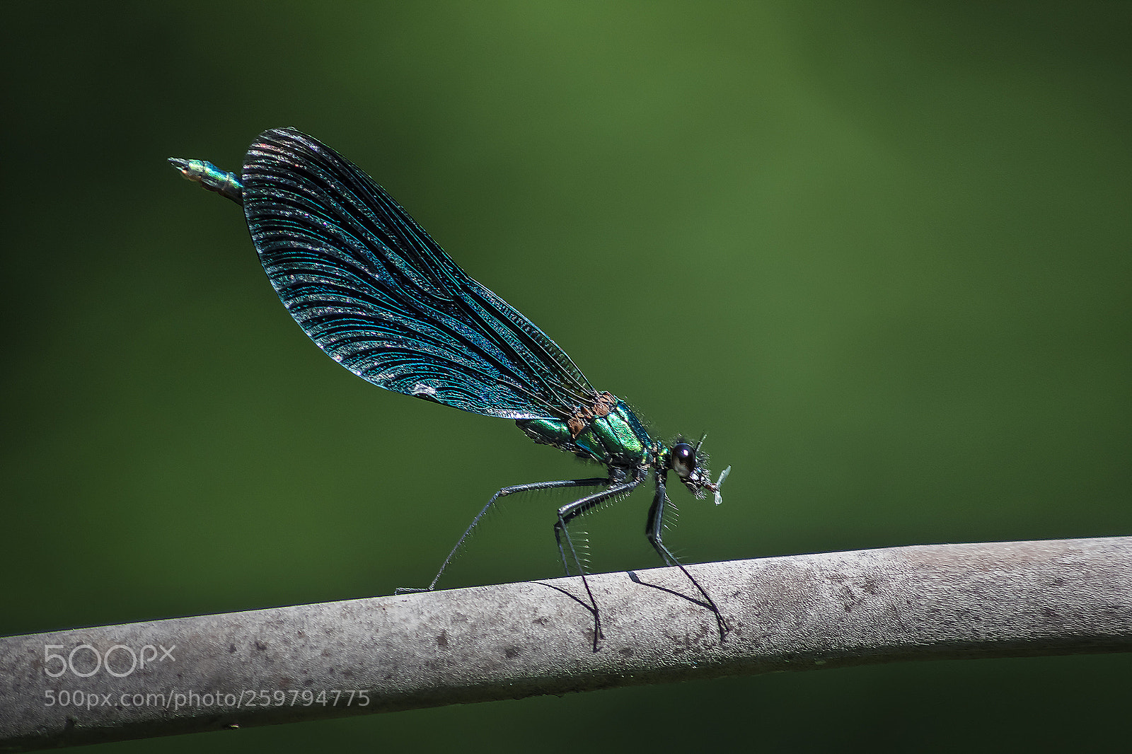 Canon EOS 450D (EOS Rebel XSi / EOS Kiss X2) sample photo. Banded demoiselle photography