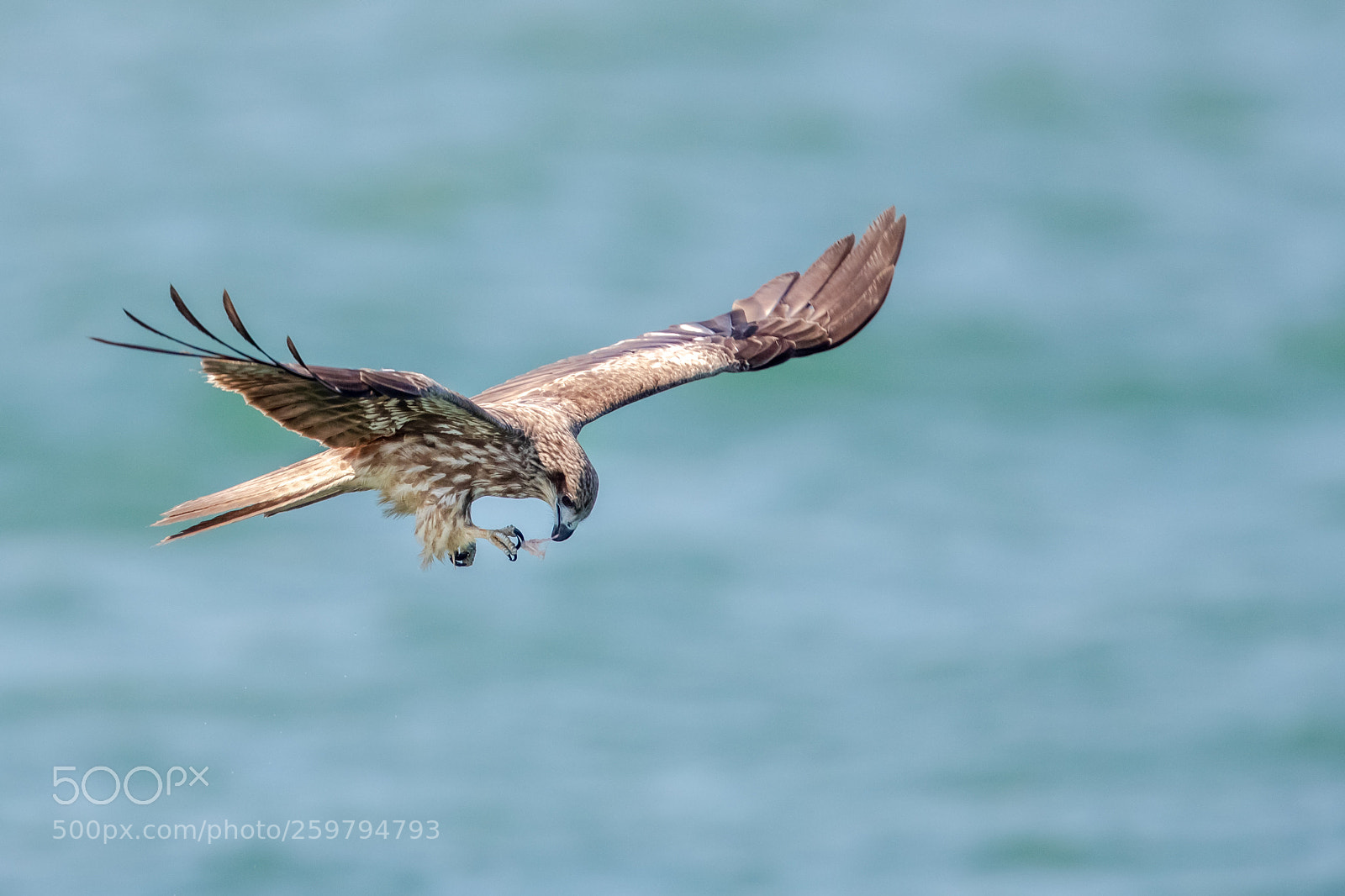 Canon EOS-1D X Mark II sample photo. Eating in the air photography
