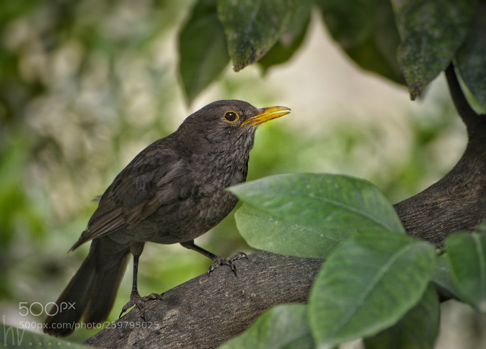 Nikon D7100 sample photo. Looking for food photography
