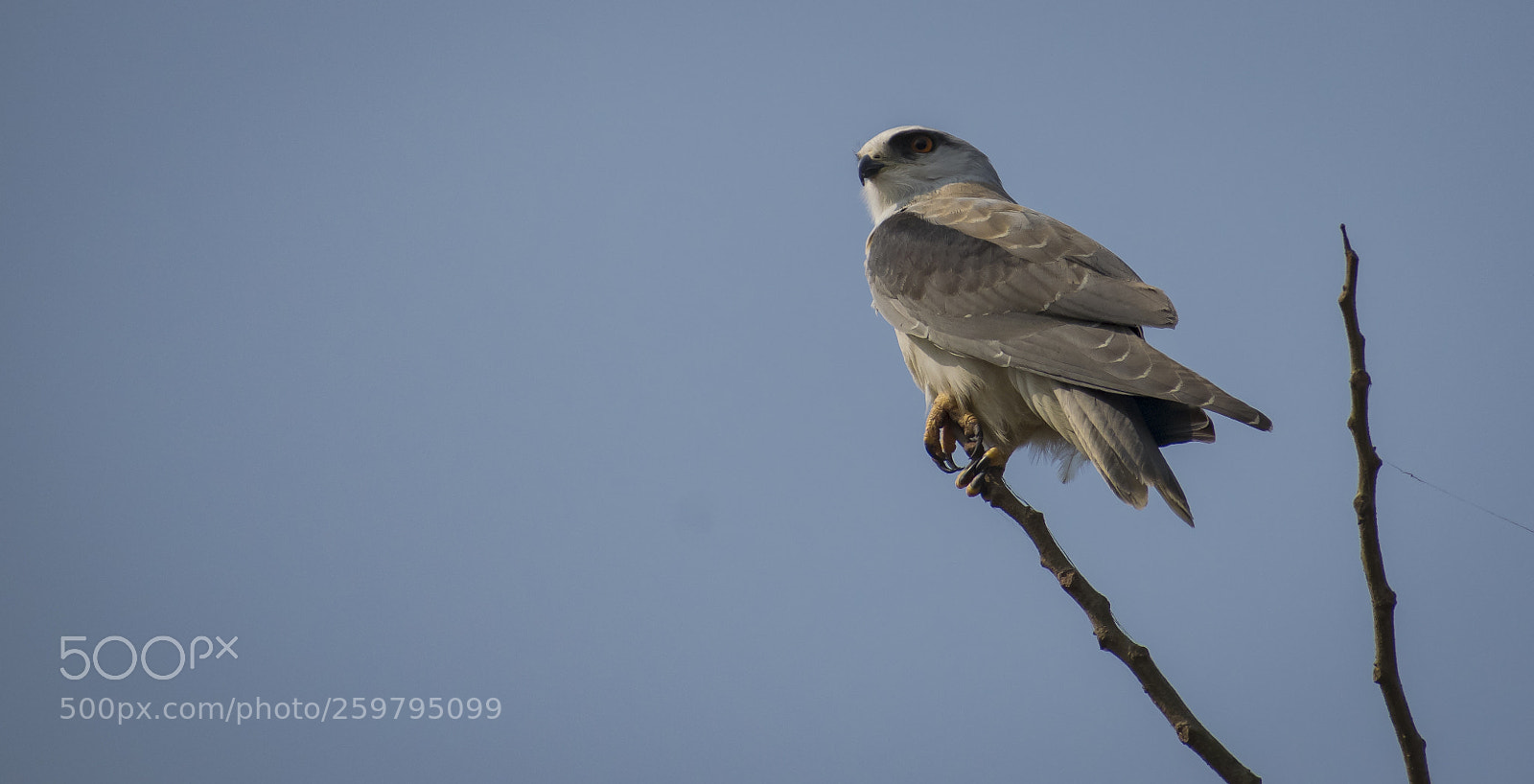 Nikon D3300 sample photo. Black shouldered kite,allahabad photography