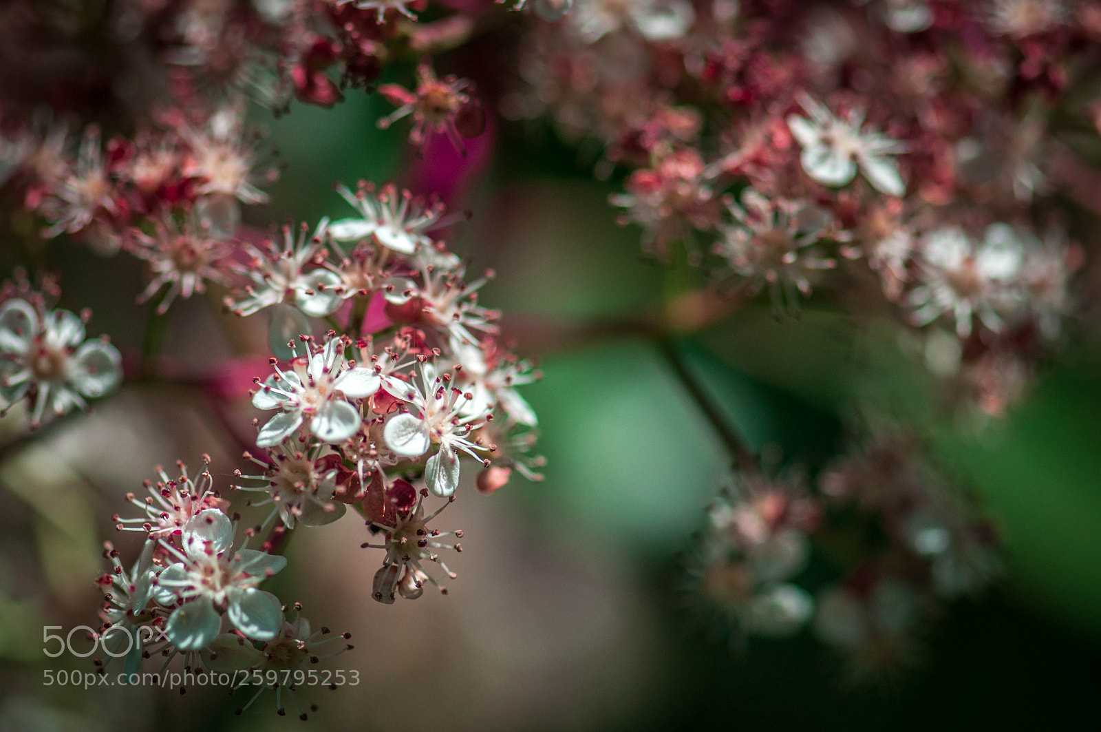 Nikon D90 sample photo. Spring blossom photography