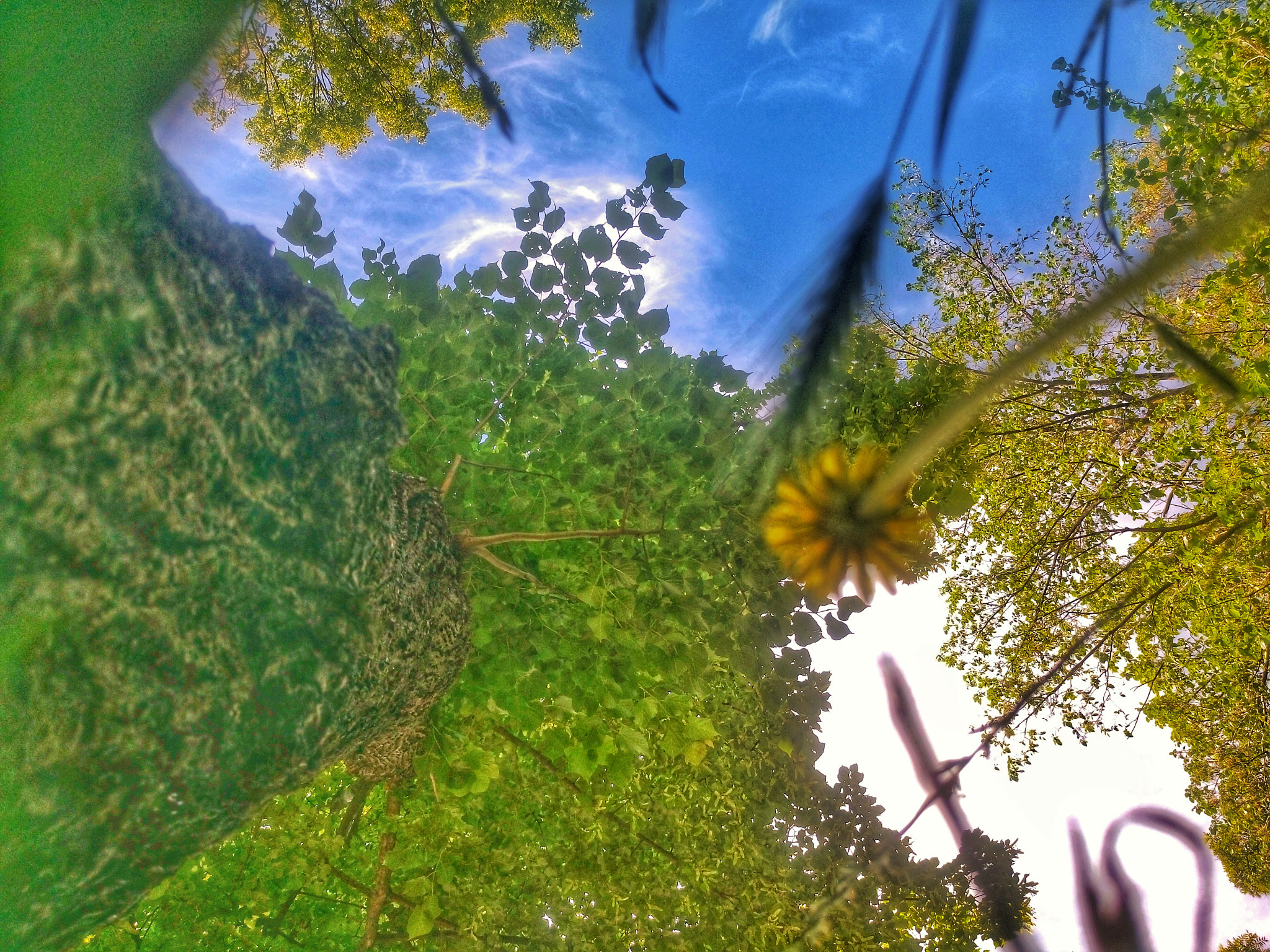 Sony Xperia M5 Dual sample photo. Look up photography