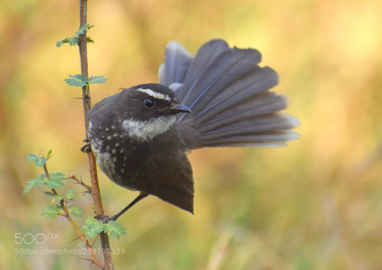Nikon D7200 sample photo. Fantail flycatcher photography