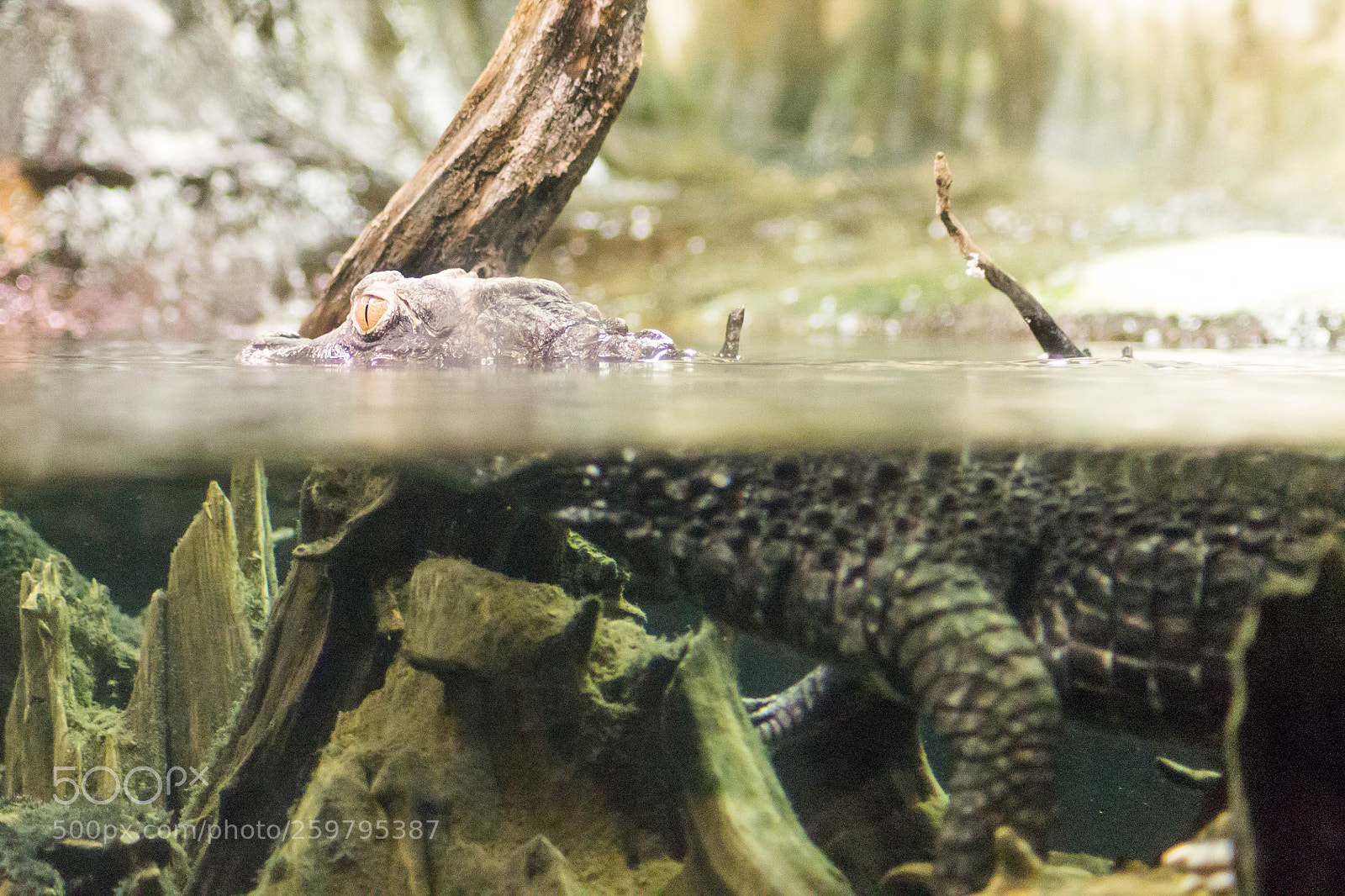 Canon EOS 1100D (EOS Rebel T3 / EOS Kiss X50) sample photo. Crocodile photography