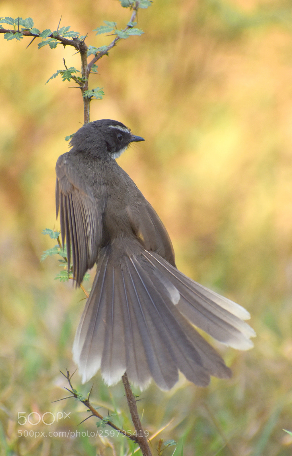 Nikon D7200 sample photo. Fantail flycatcher photography