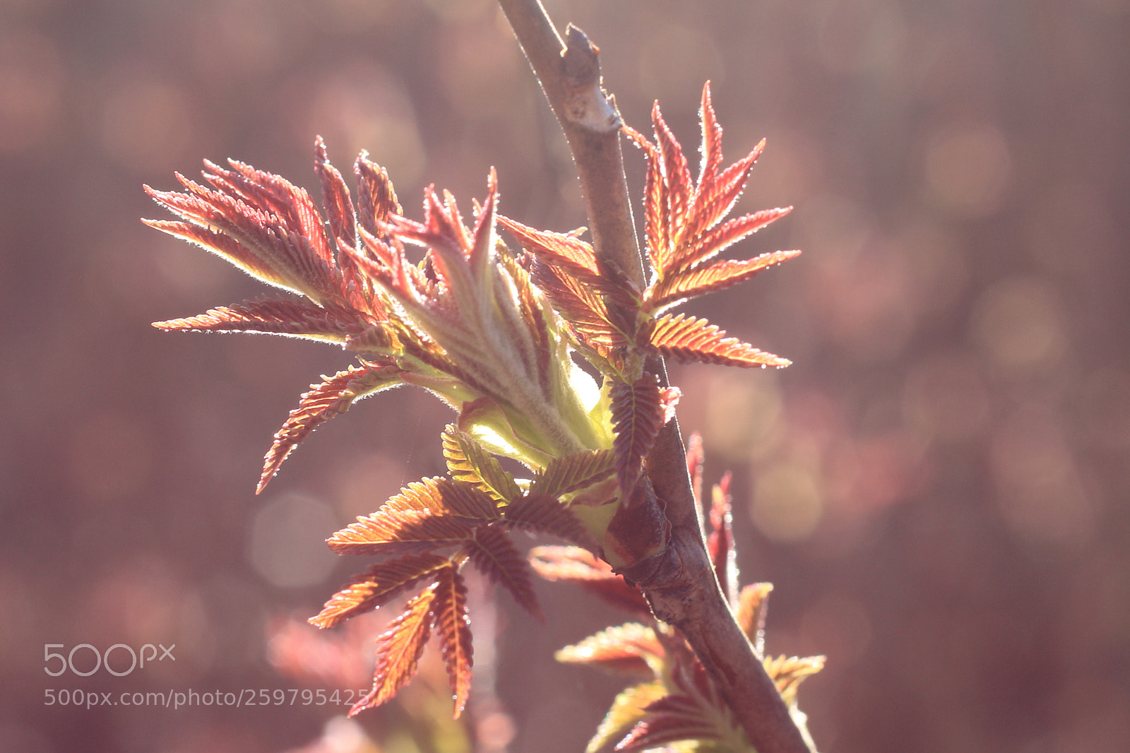 Canon EOS 70D + Canon EF 50mm F1.8 STM sample photo. Nature photography