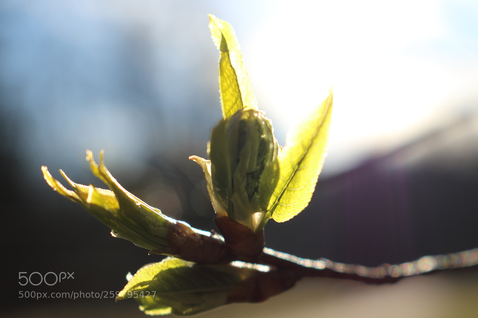 Canon EOS 70D sample photo. Nature photography