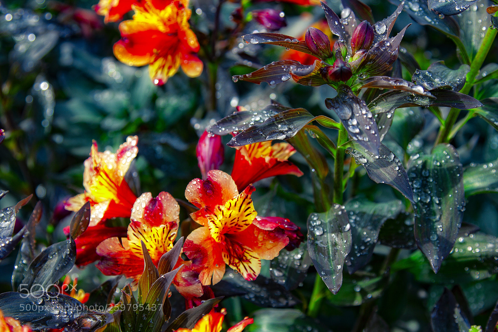 Canon EOS 50D sample photo. Early morning flowers photography