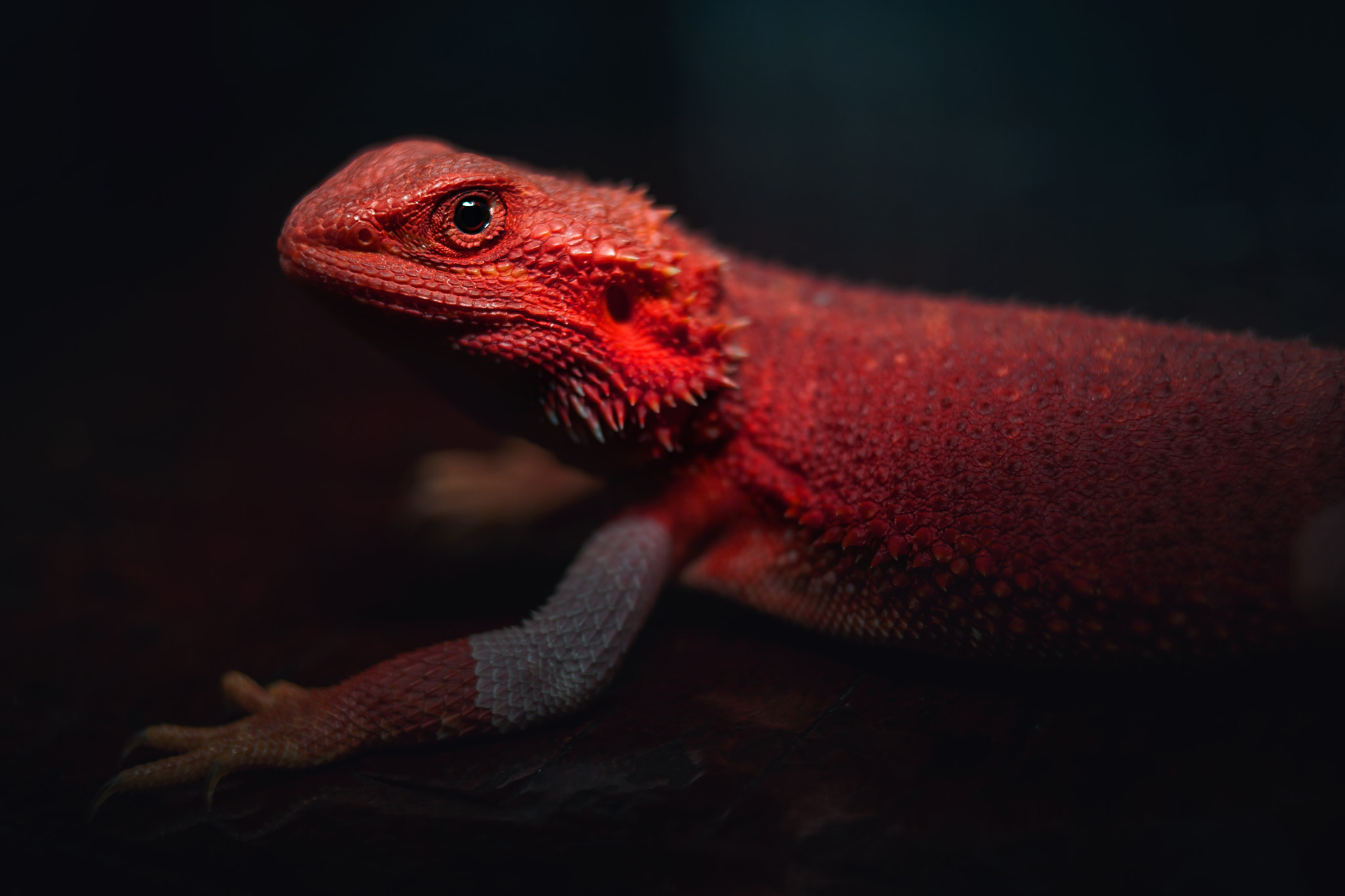 Canon EOS-1D Mark II sample photo. Red bearded dragon photography