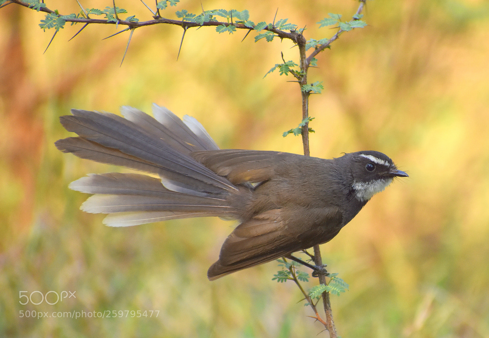 Nikon D7200 sample photo. Fantail flycatcher photography