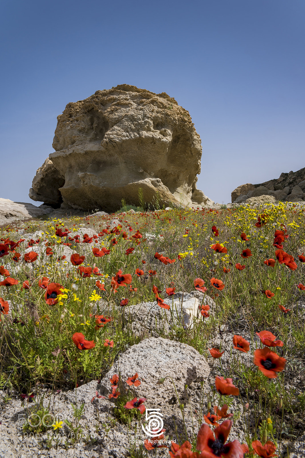 Sony a7R III sample photo. Anemone flower & rock photography