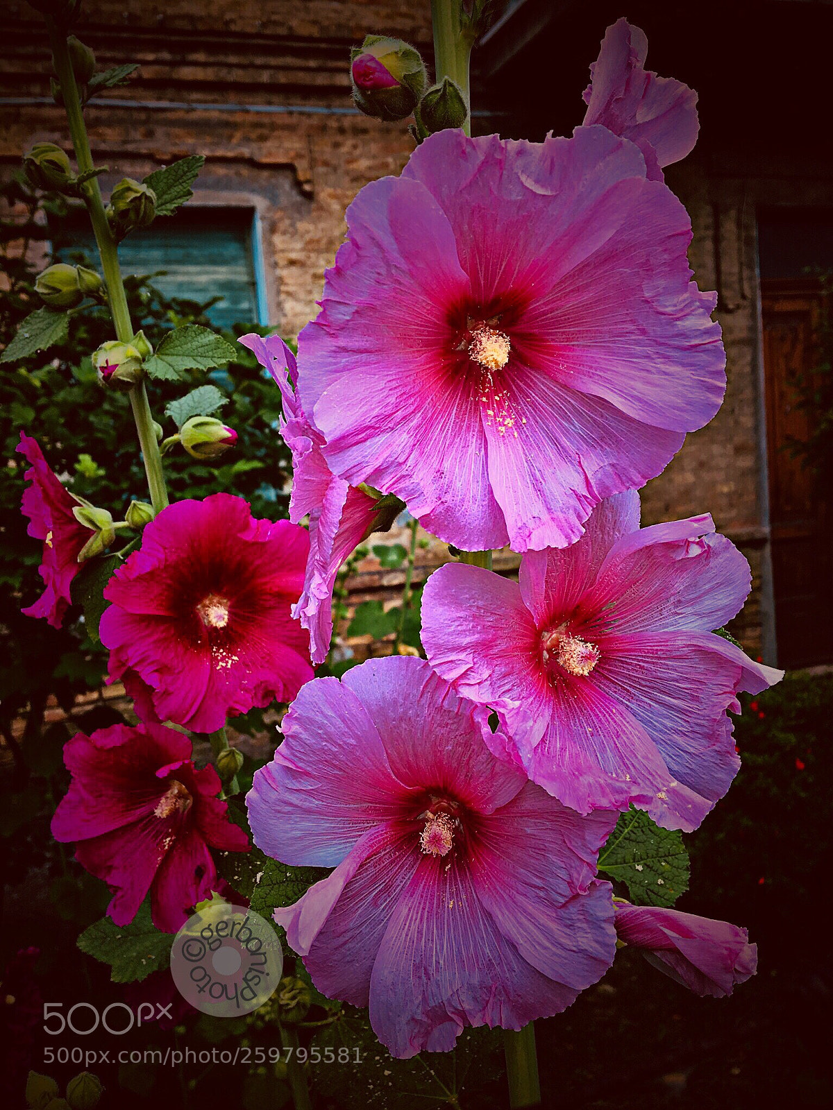 Apple iPhone 6s sample photo. Alcea rosea or malvarosa ....... photography