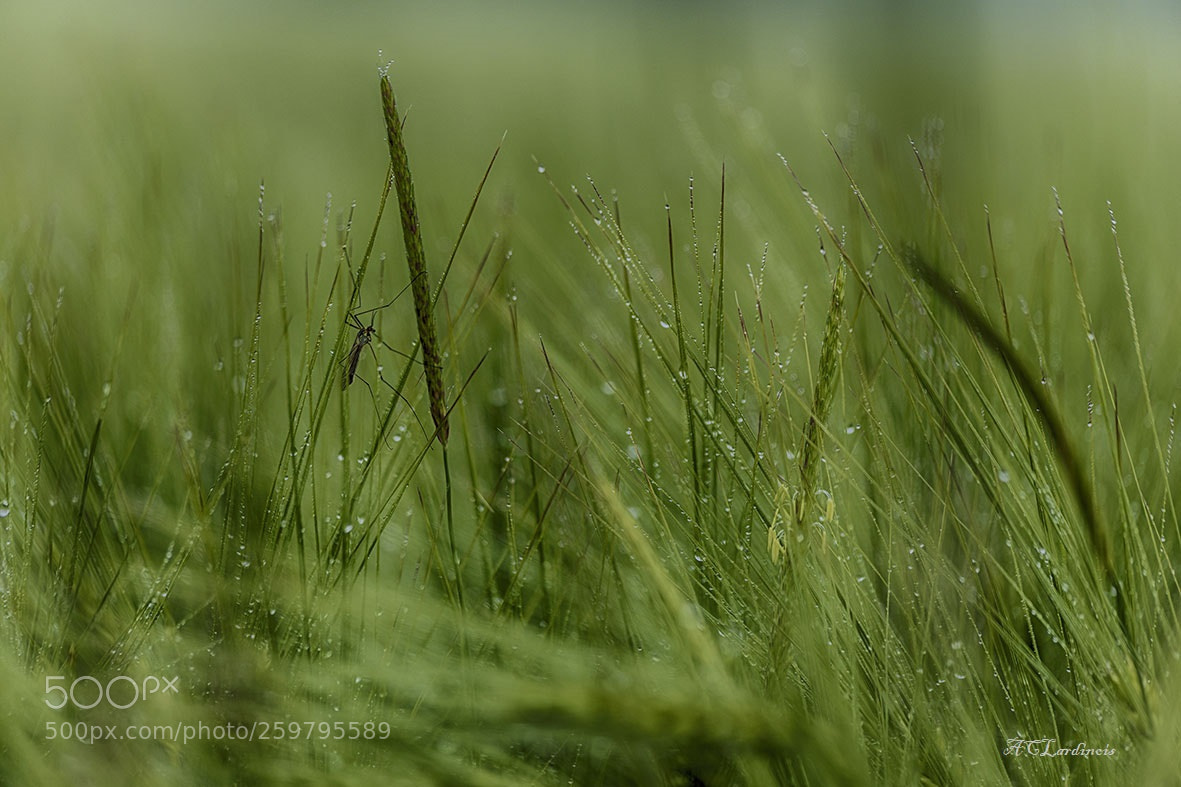 Canon EOS 5D Mark IV sample photo. Fraicheur photography