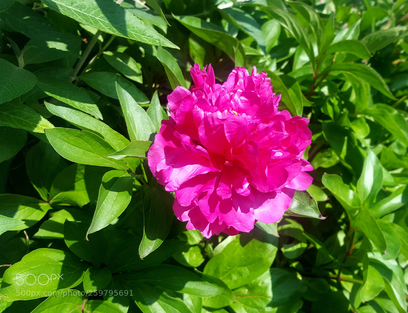 Samsung GALAXY S6 edge sample photo. Summer is coming. photography