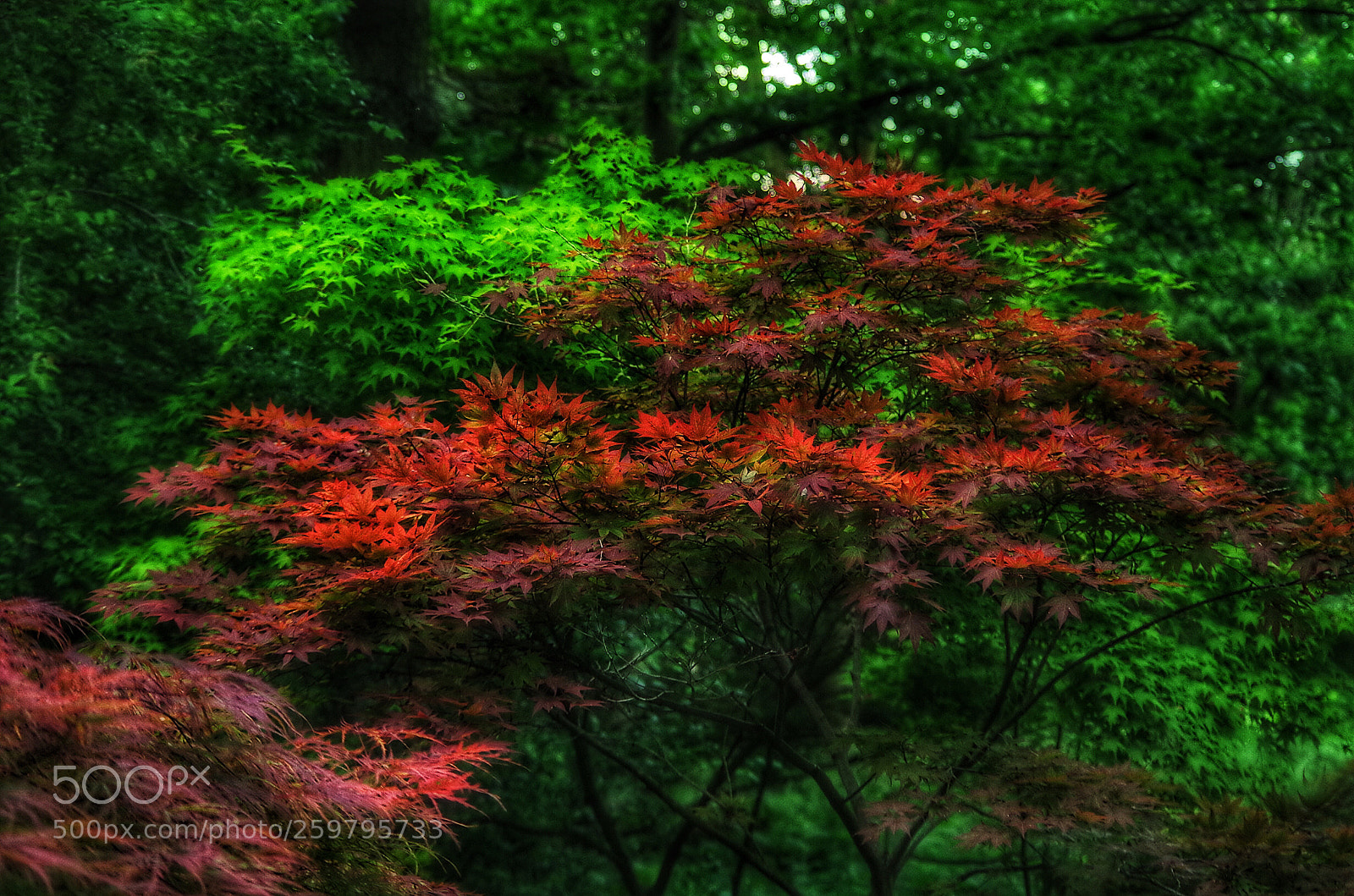 Pentax K-50 sample photo. Beautiful holland park photography