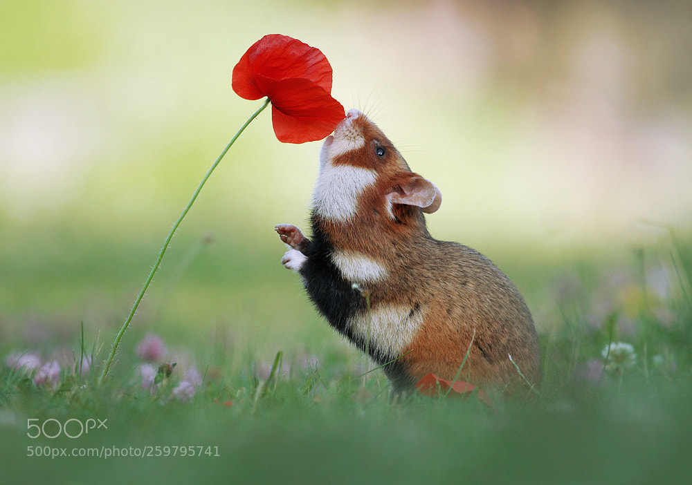 Canon EOS 7D sample photo. Hamster with poppy photography