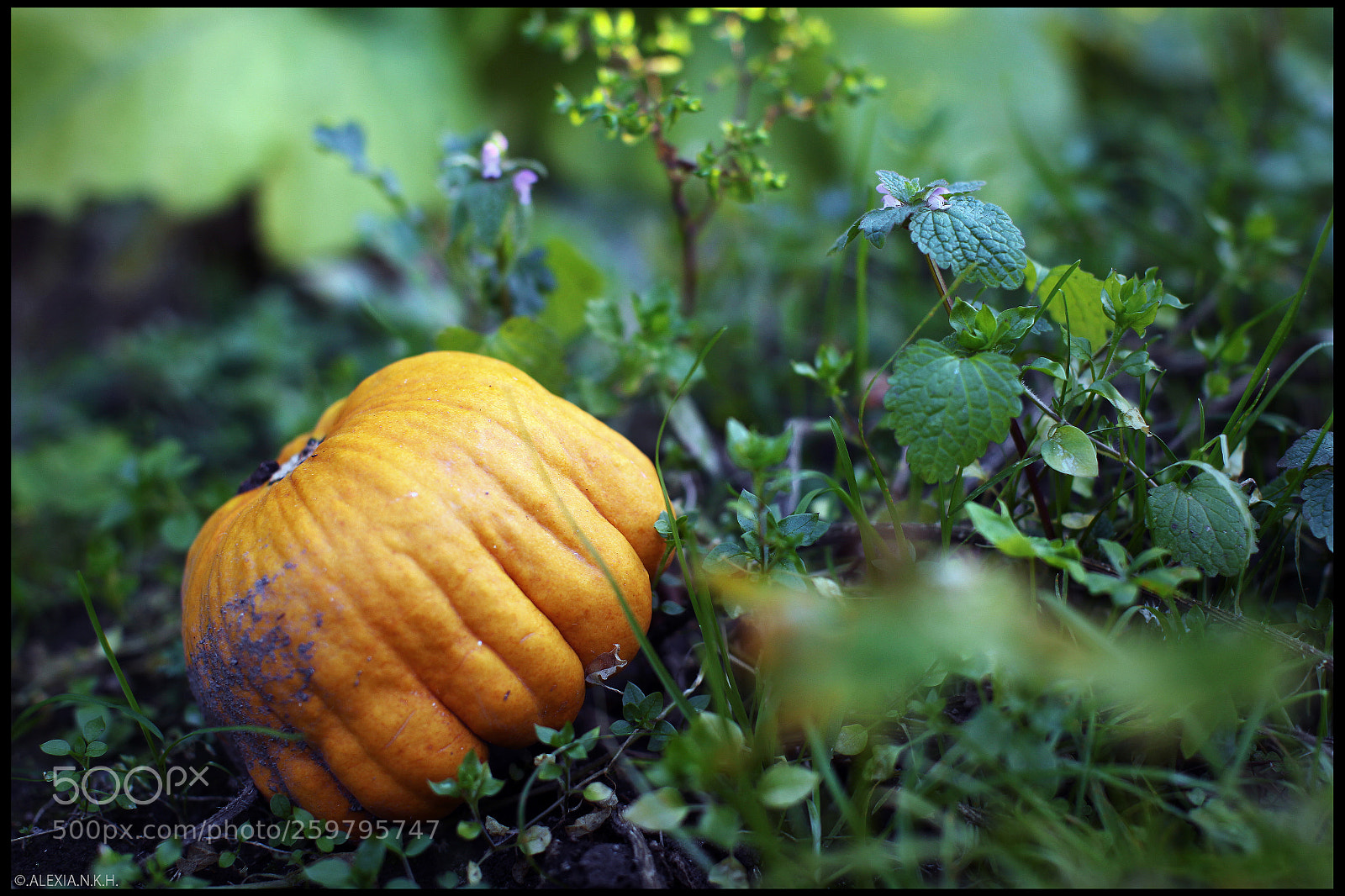 Canon EOS 5D Mark II sample photo. Hiding pumpkin photography
