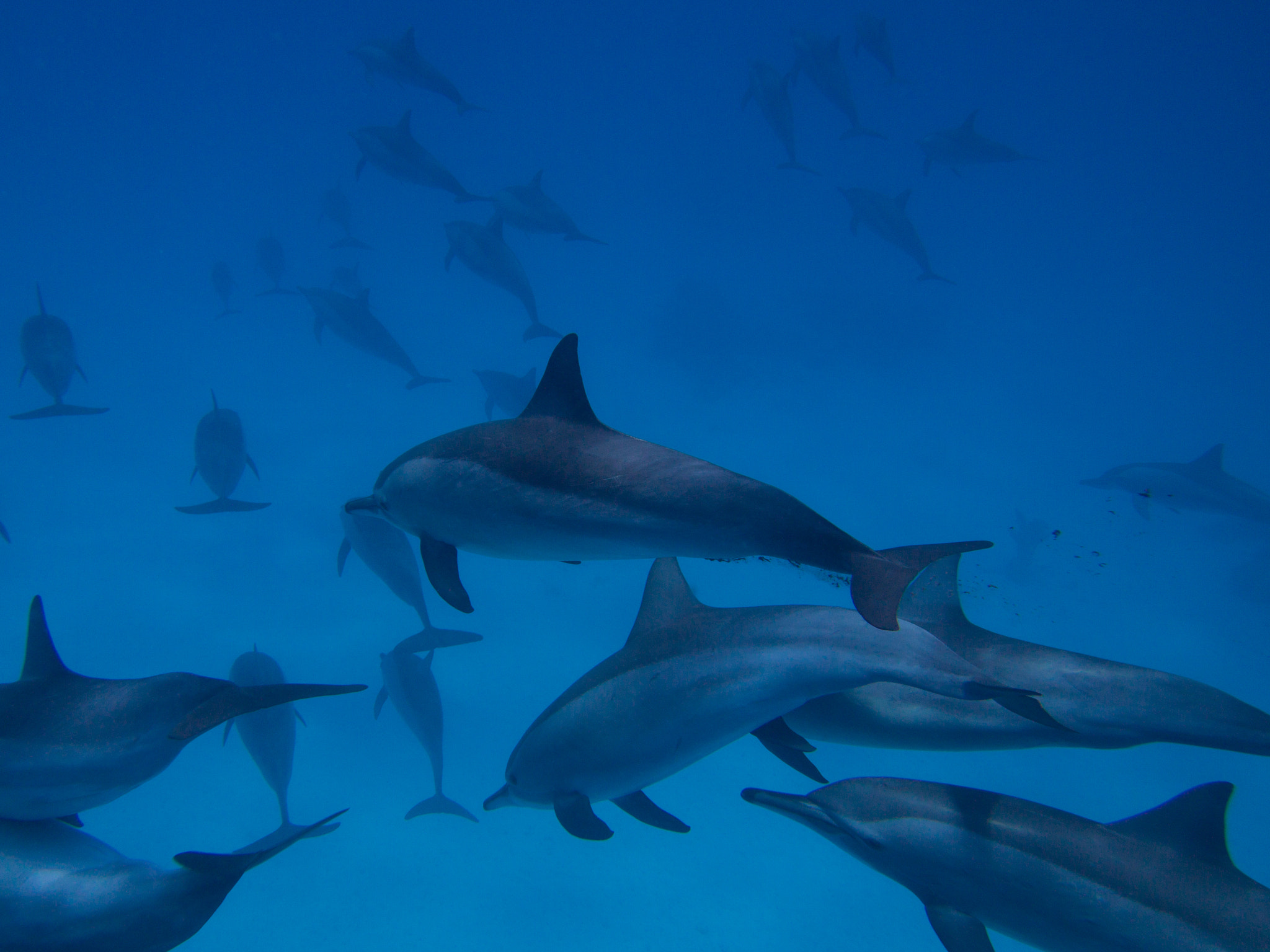 Olympus PEN E-PM1 sample photo. Satayh dolphins photography