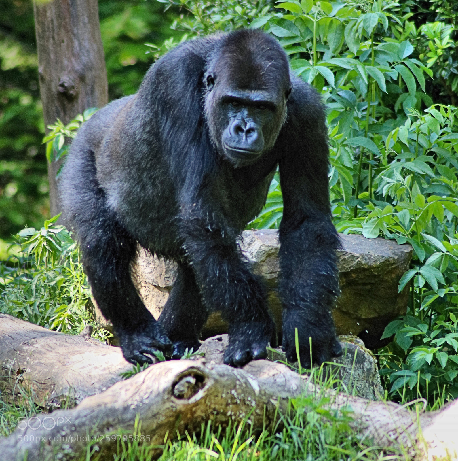 Canon EOS 80D sample photo. The silverback gorilla photography