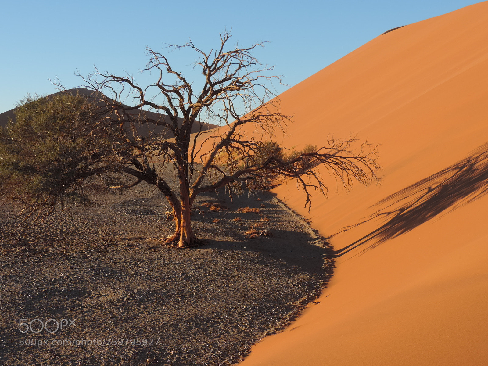 Nikon Coolpix P520 sample photo. Namibia l'albero photography